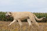 IRISH WOLFHOUND 144